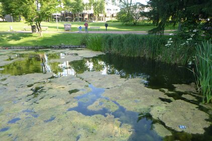 Der zugewucherte See des Stadtgarten Essen vor der Entkrautung